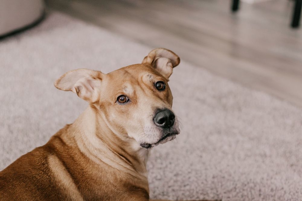 A pit bull mix dog