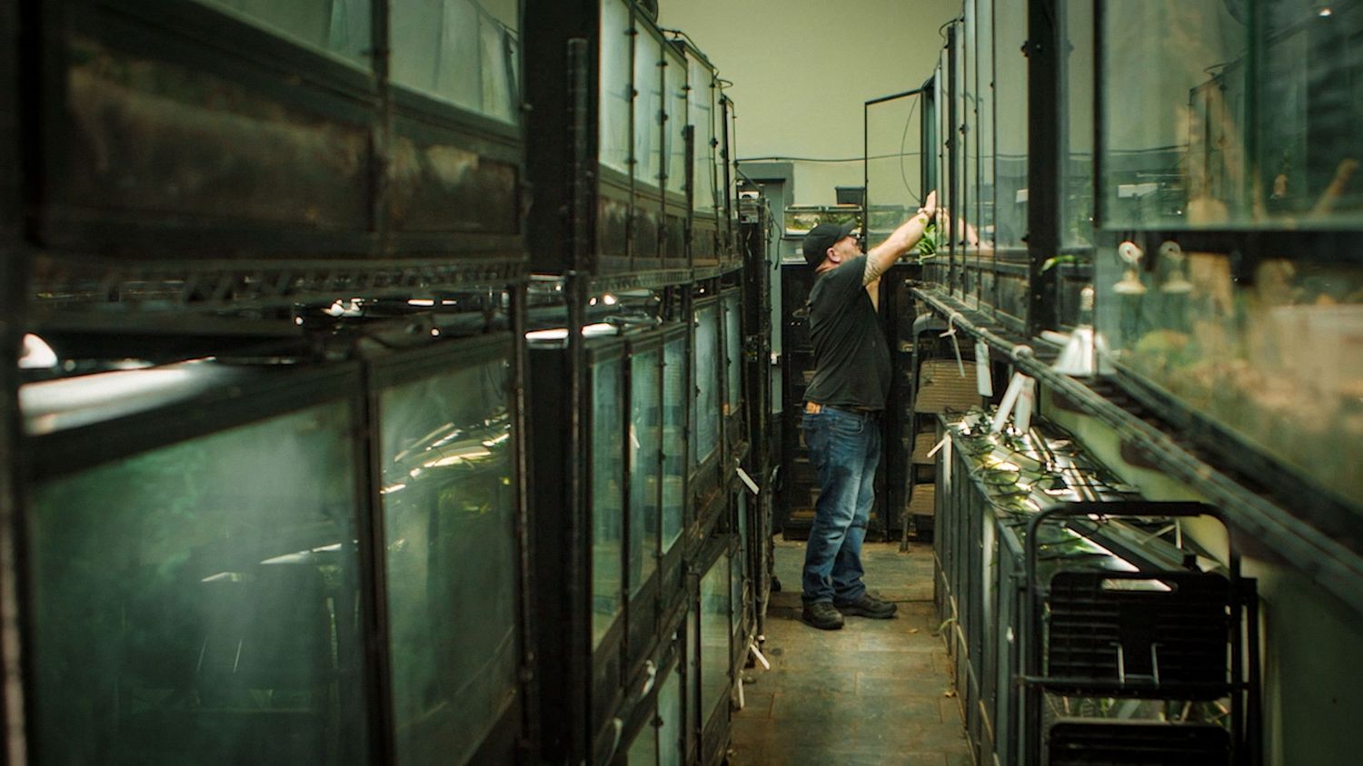 Man works amidst a large dark room standing in a narrow aisle filled with glass terrariums, adjusting plants under dim, greenish light.