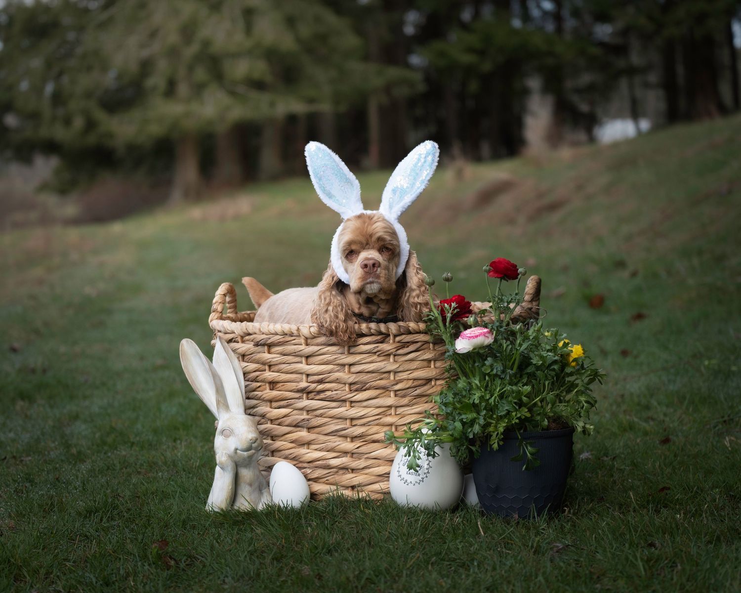 easter photography cocker spaniel