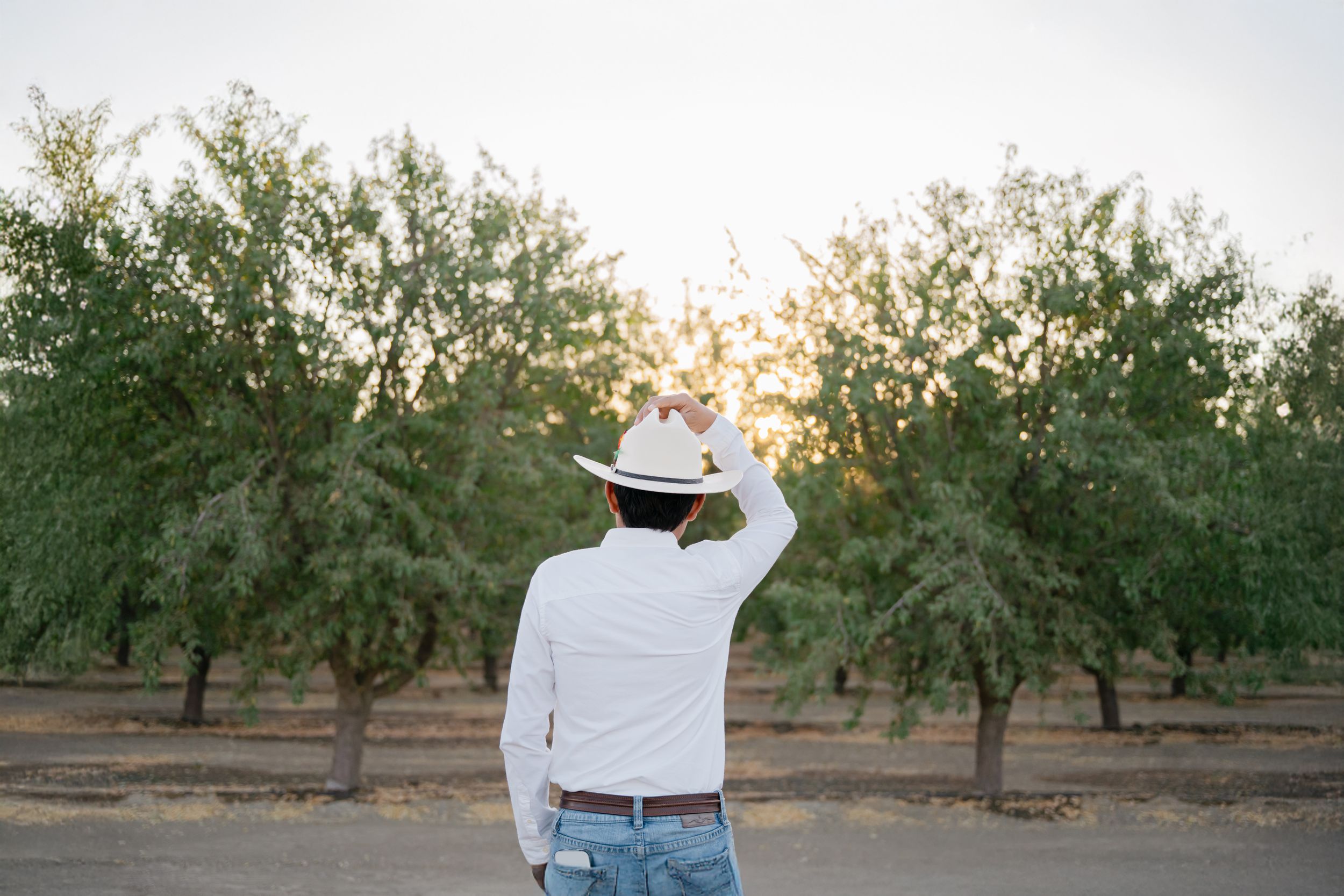 Rows of almond trees grow in an orchard at sunset with a figure walking between the neat rows of trees.