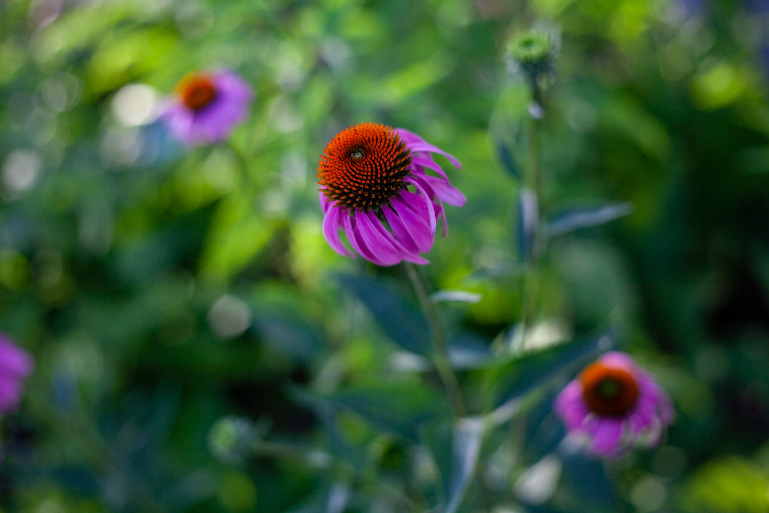 Echinacea, photographic art by Holli Margell