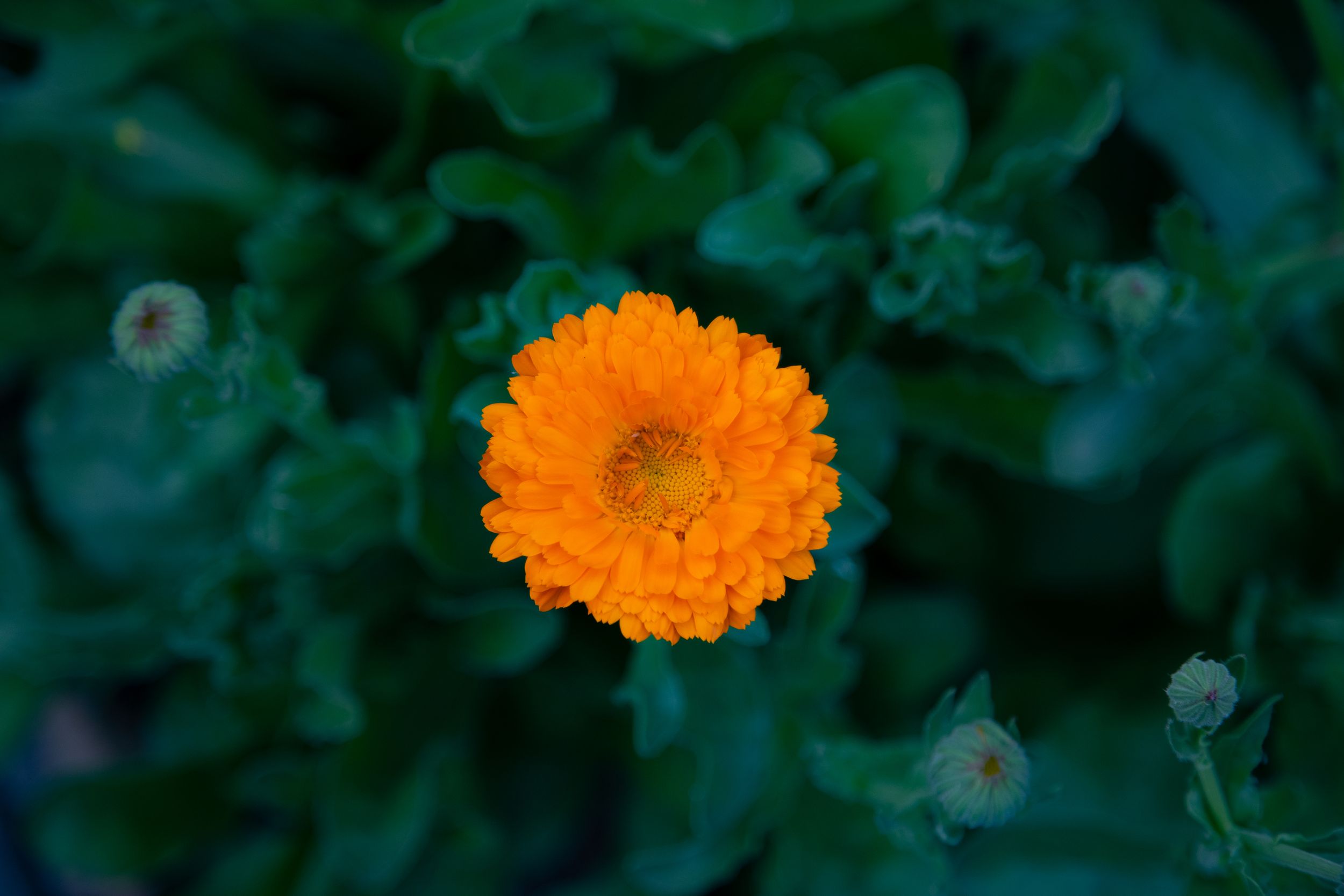 Calendula, photographic art by Holli Margell