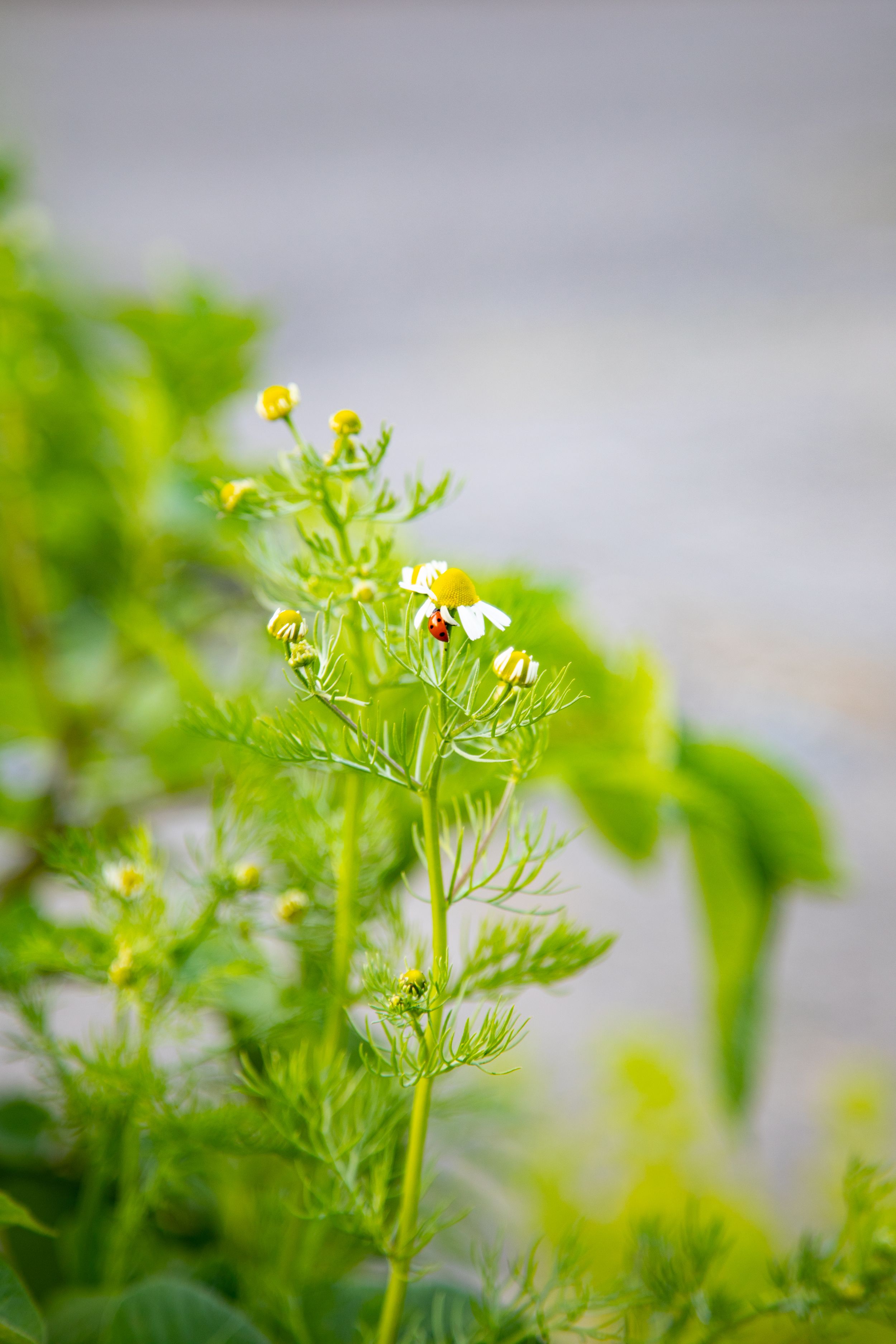 Chamomile, photographic art by Holli Margell