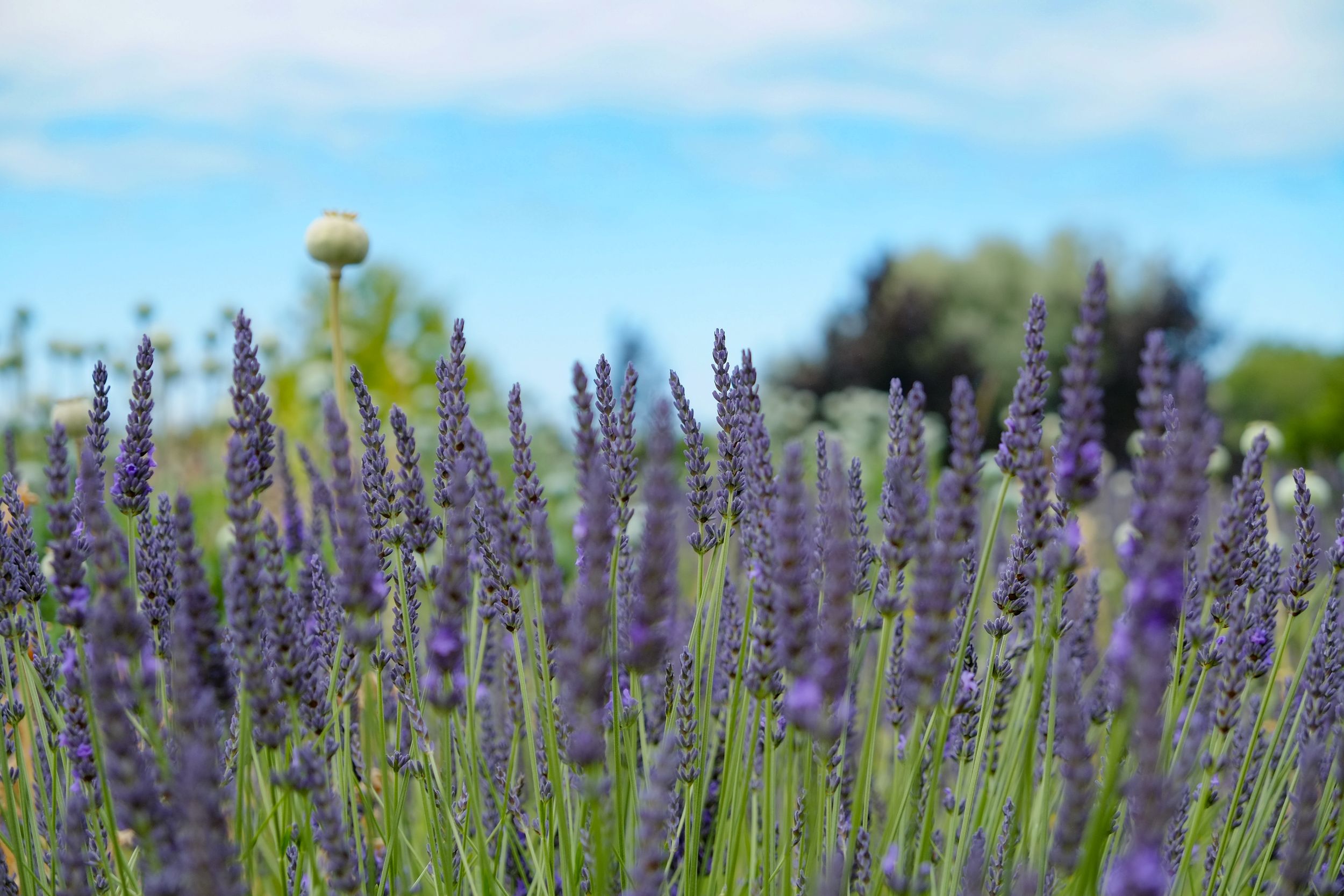 Lavender, photographic art by Holli Margell
