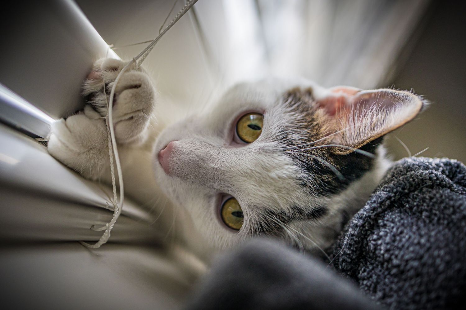 Close-up portrait of a white cat with bright yellow eyes peering through window blinds.