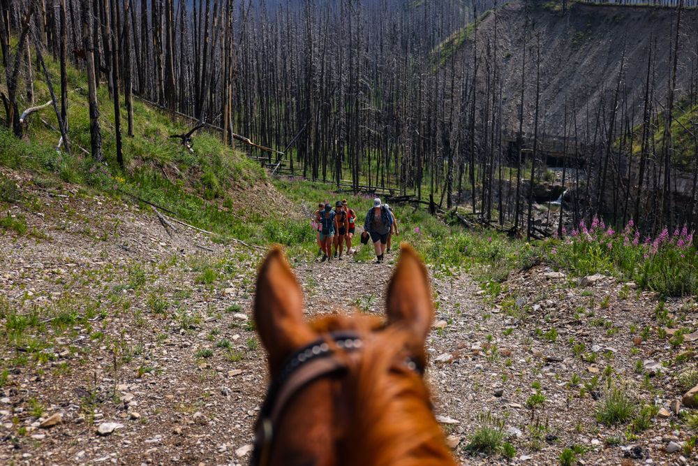 View from horseback of hikers on a mountain trail with burned forest in background.