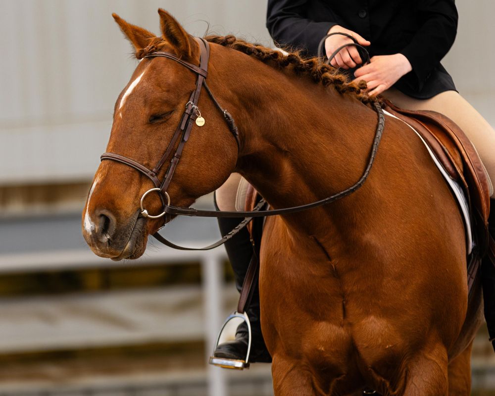 Close-up profile of chestnut horse with bridle and partial view of rider in saddle.