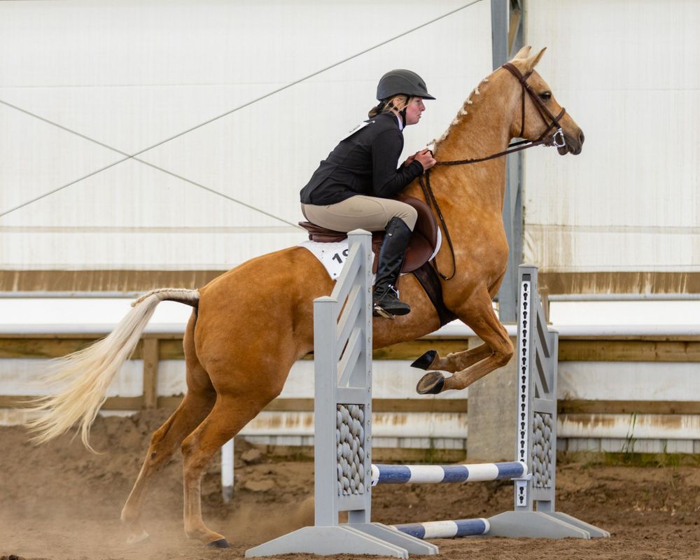 Horse and rider clearing jump obstacle during equestrian competition. 4H