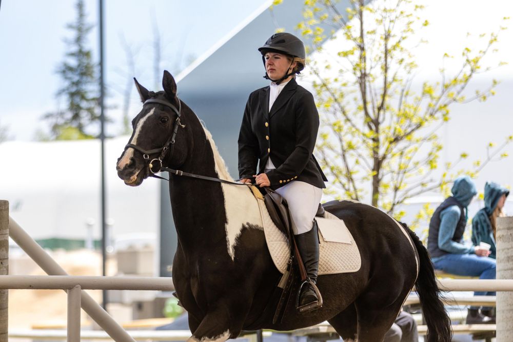 Rider on black and white pinto horse during equestrian competition. 4H