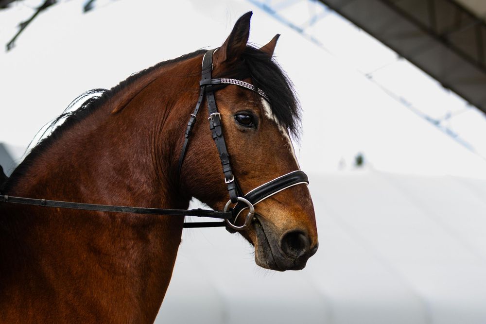 Close-up profile portrait of bay horse wearing black bridle at 4H event