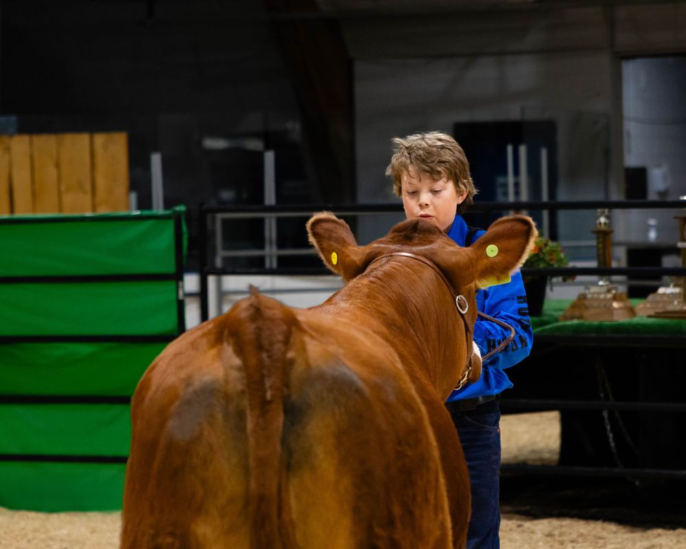Young exhibitor handling brown cow at indoor 4H livestock show.