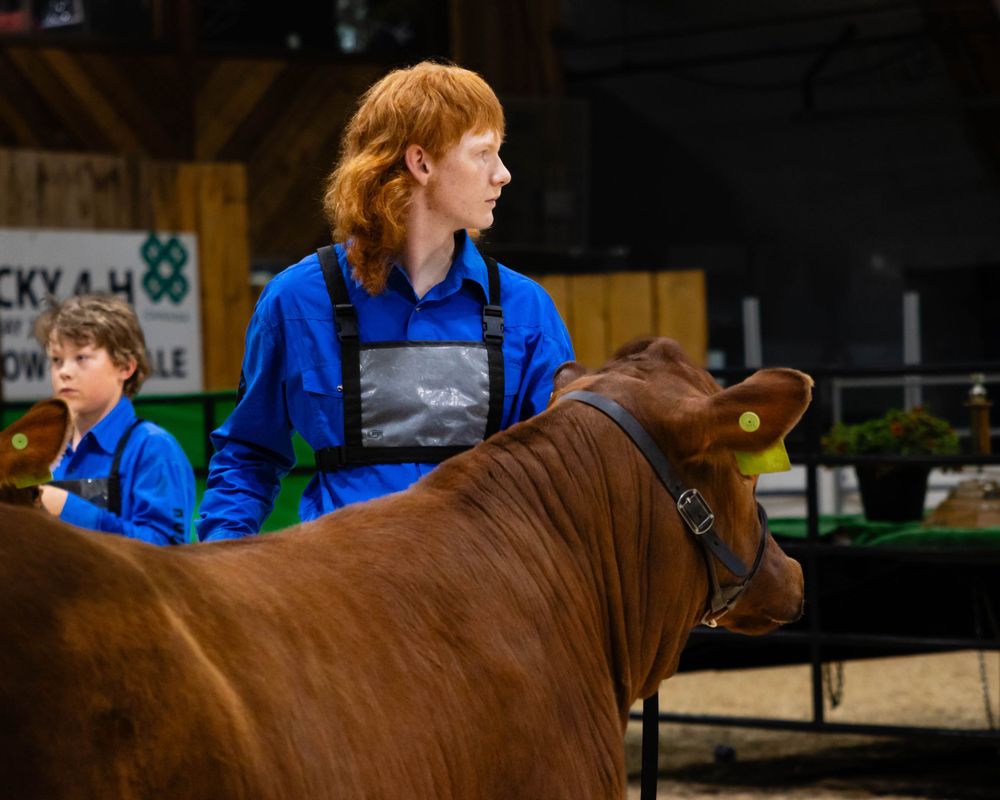 Youth in blue showing brown cow at 4H livestock competition.