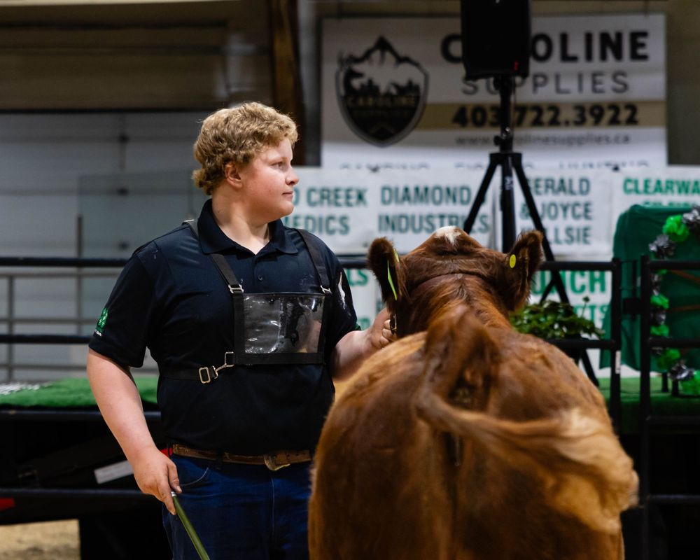 Handler in black working with a cow at 4H livestock competition.