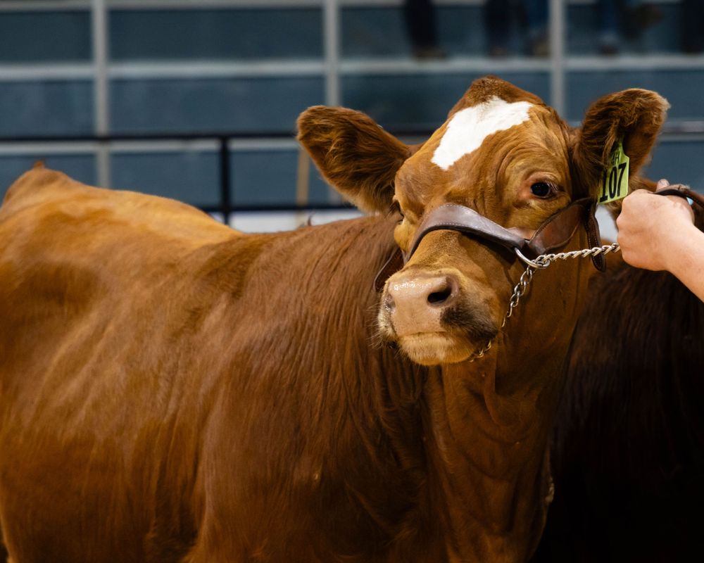 Close up portrait of a reddish-brown cow wearing a white halter in an indoor arena.