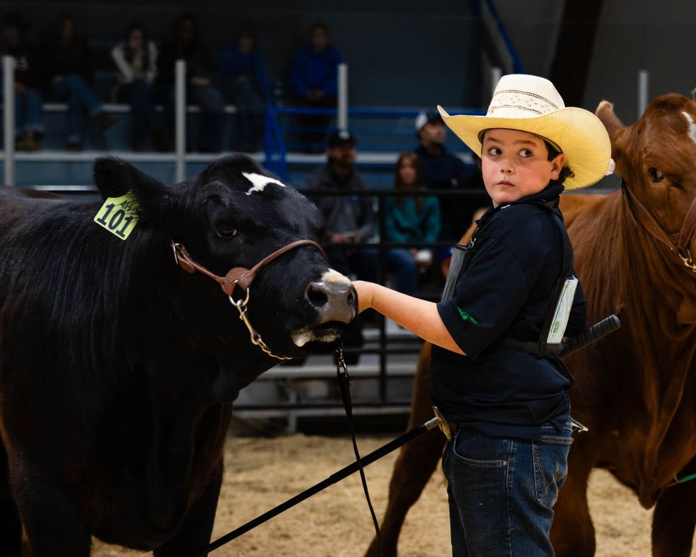 Young participant showing a black show cow at an indoor 4H livestock competition.