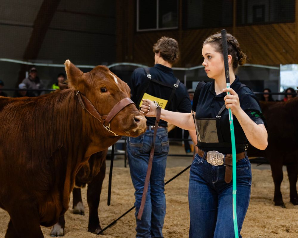 Handler grooming and preparing a brown show cow at an indoor agricultural event.