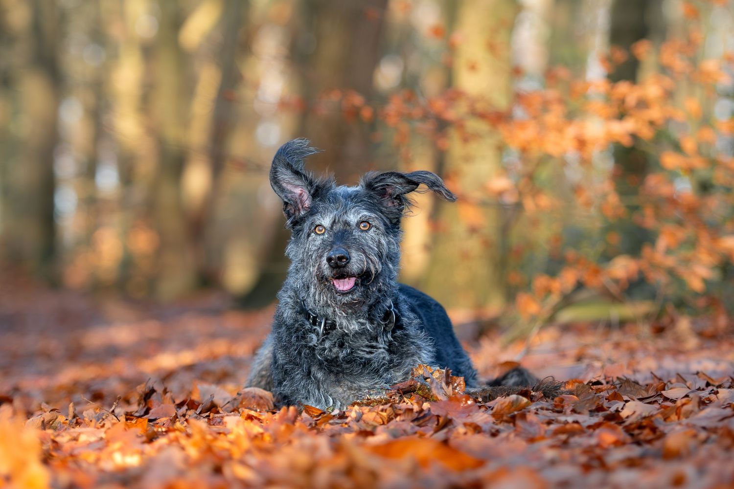 Black dog sitting in autumn foliage with warm orange and brown tones in the background. Sheffield, South Yorkshire