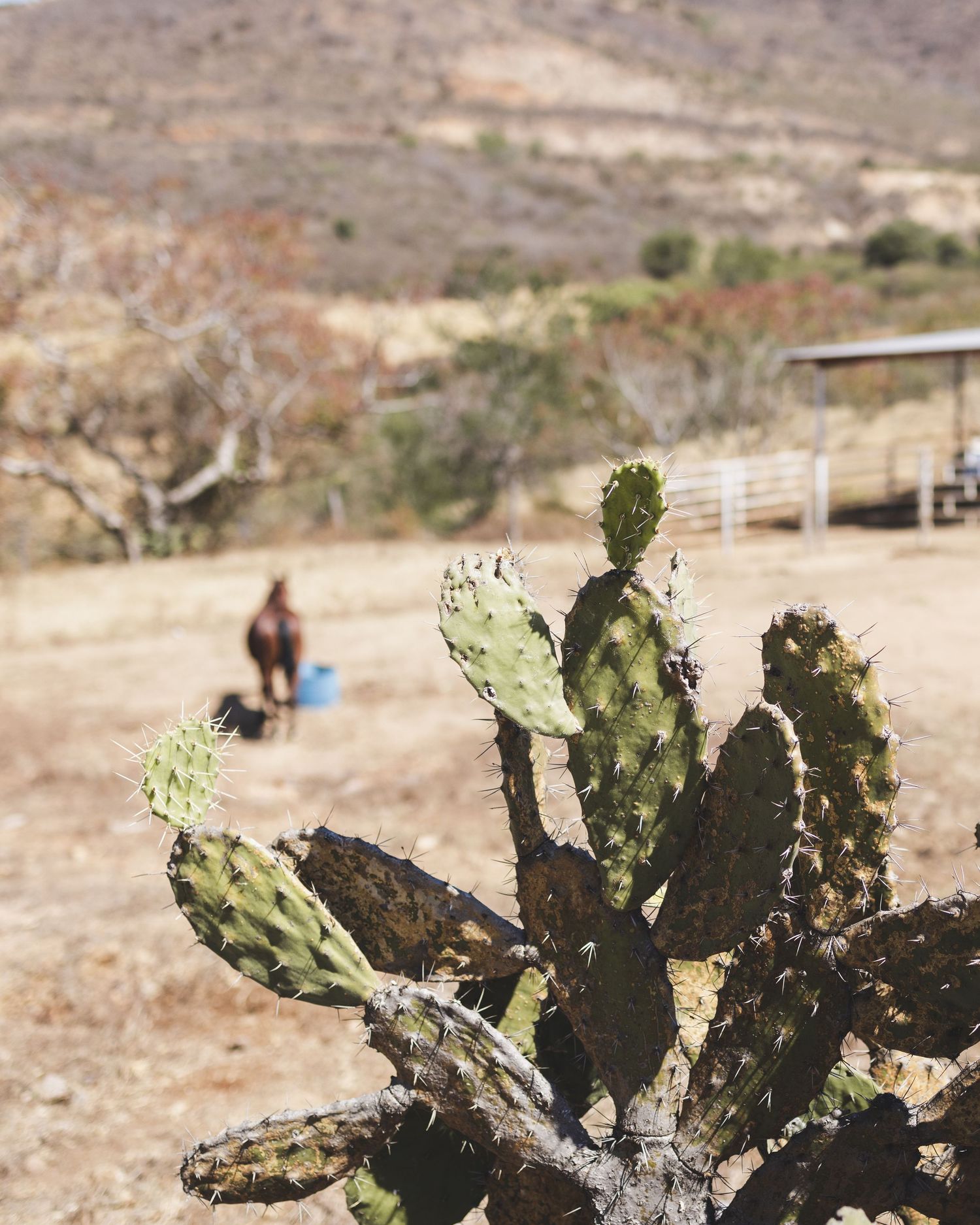 Prickly pear cactus in foreground with a horse and rider on an arid ranch landscape.