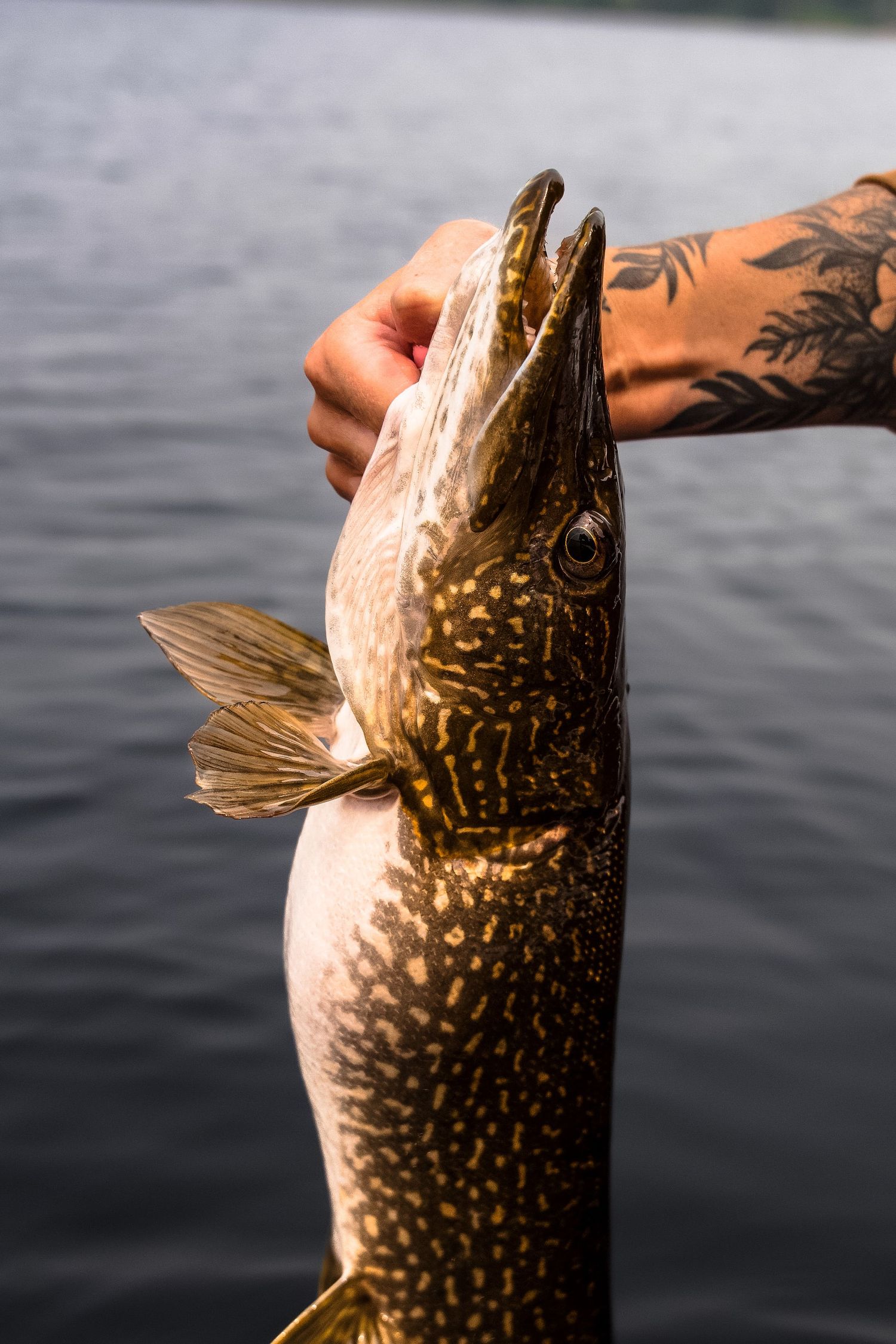 Close-up of a spotted lake trout with distinctive markings.