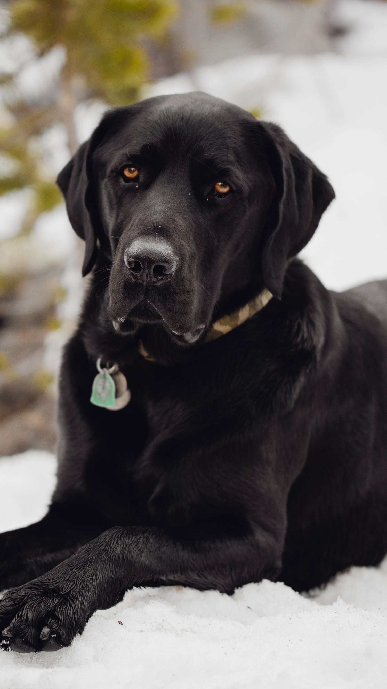 Black Labrador Retriever lying in snow with soulful amber eyes and collar.