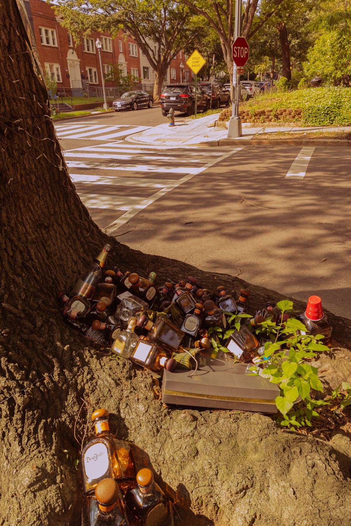 Decorative bottles arranged at the base of a large tree trunk on a street corner.