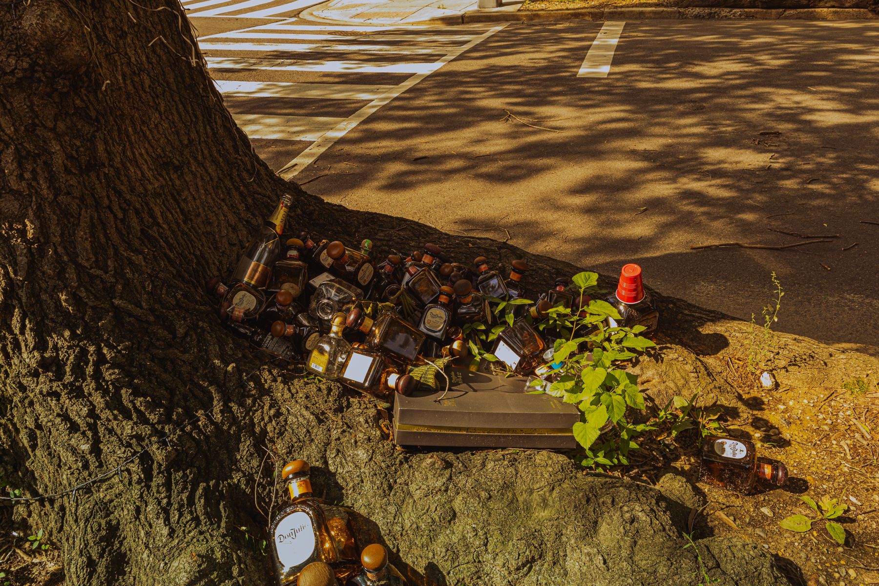 Collection of glass bottles nestled against tree roots on an urban sidewalk.