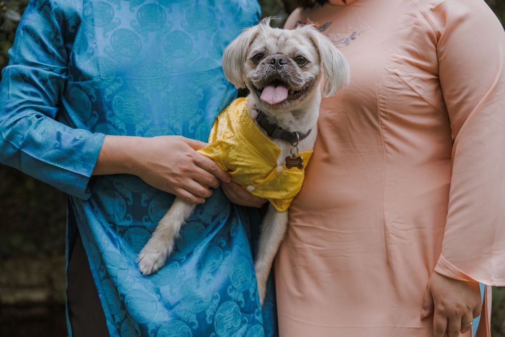 A small French Bulldog wearing a yellow outfit sits comfortably in someone's arms.