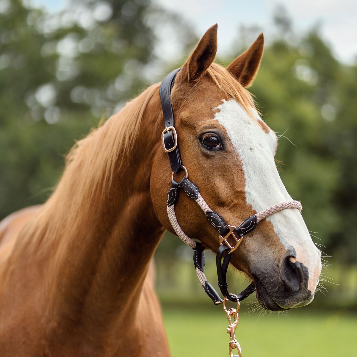 Profile view of a chestnut horse with white facial markings wearing a brown leather halter in a grassy field during a horse photoshoot