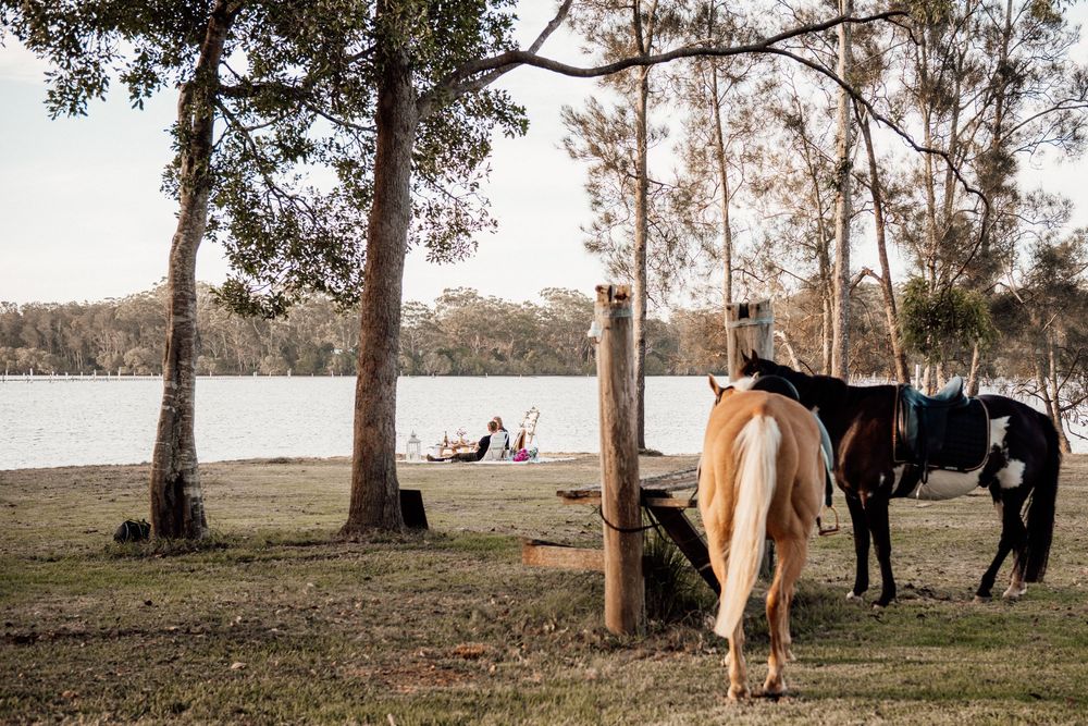 Two horses graze near a lakeside while people relax on the shore under tall trees at sunset.
