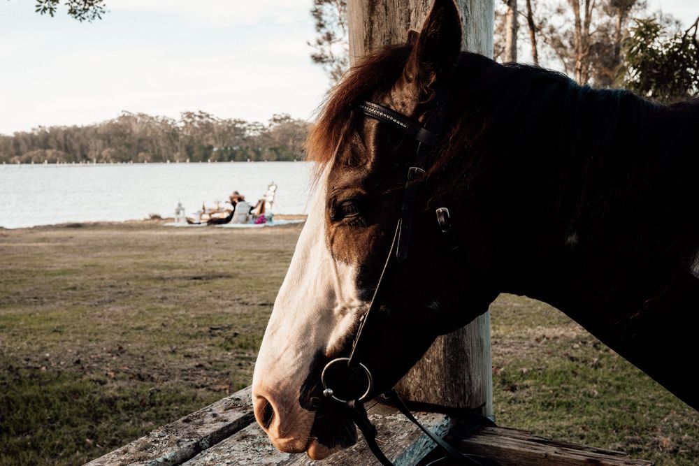 Close-up profile of a dark brown horse with white markings near a lake on a sunny day.