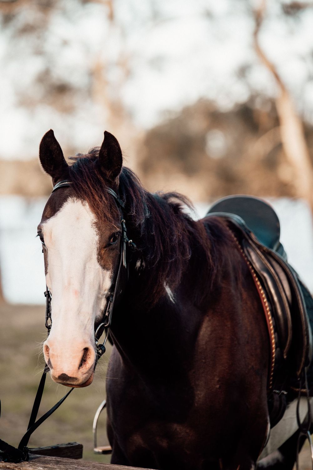 A series of four connected photos showing a dark horse with a white blaze marking on its face in different poses.