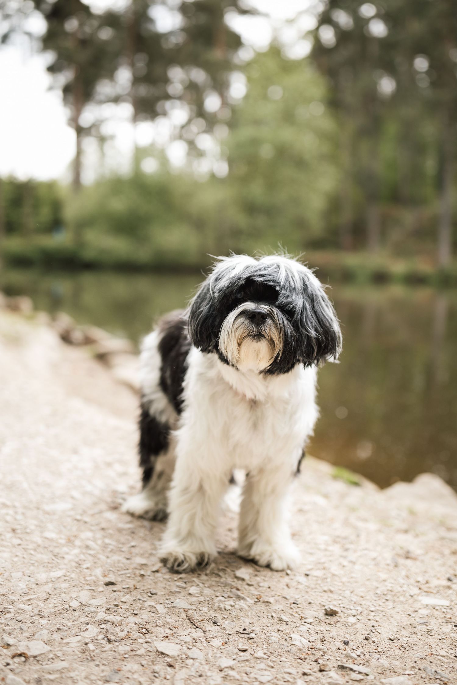 A black and white Shih Tzu dog stands on a dirt path near a serene lake with trees in the background.