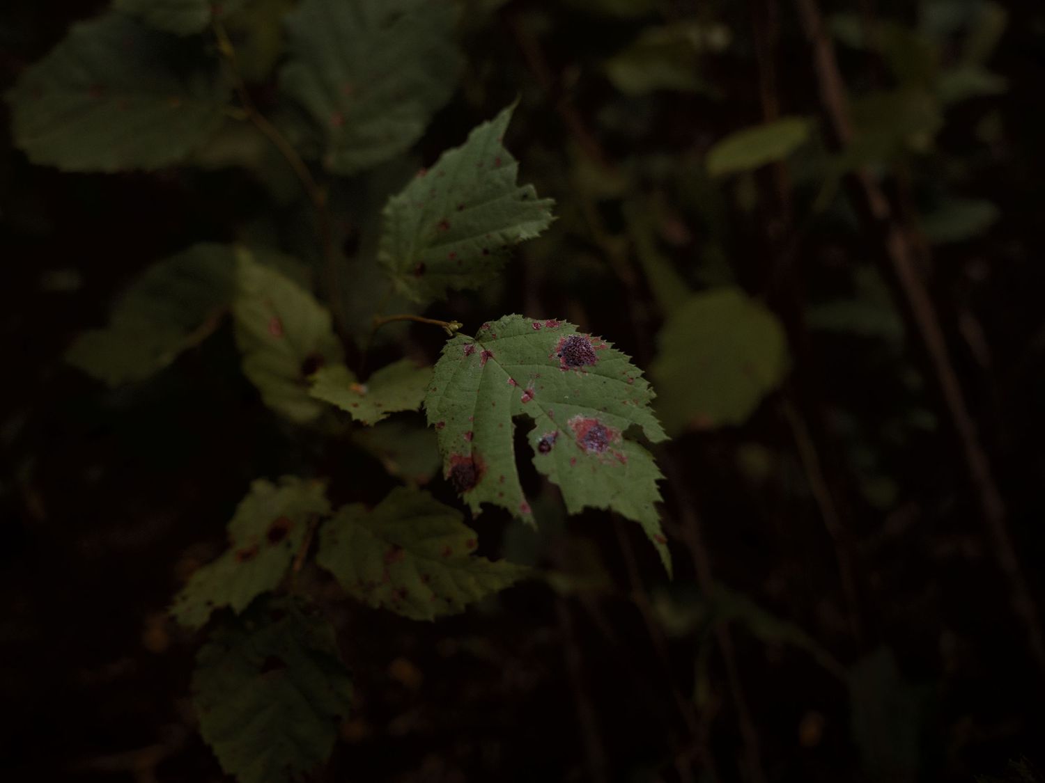 Purple wildflowers bloom among green foliage in a shaded forest setting.