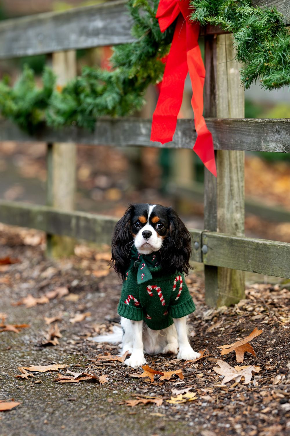 Cavalier King Charles Spaniel in a festive green sweater sitting under a Christmas wreath on a wooden fence.