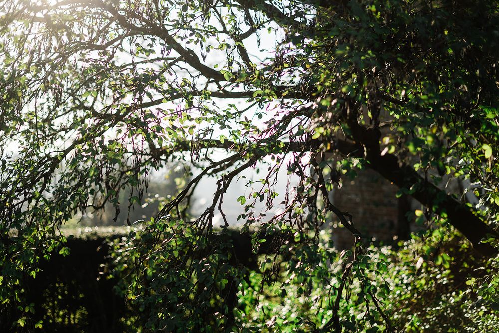 Sunlight streams through green tree branches creating a dappled pattern of shadows and light in a forest canopy.