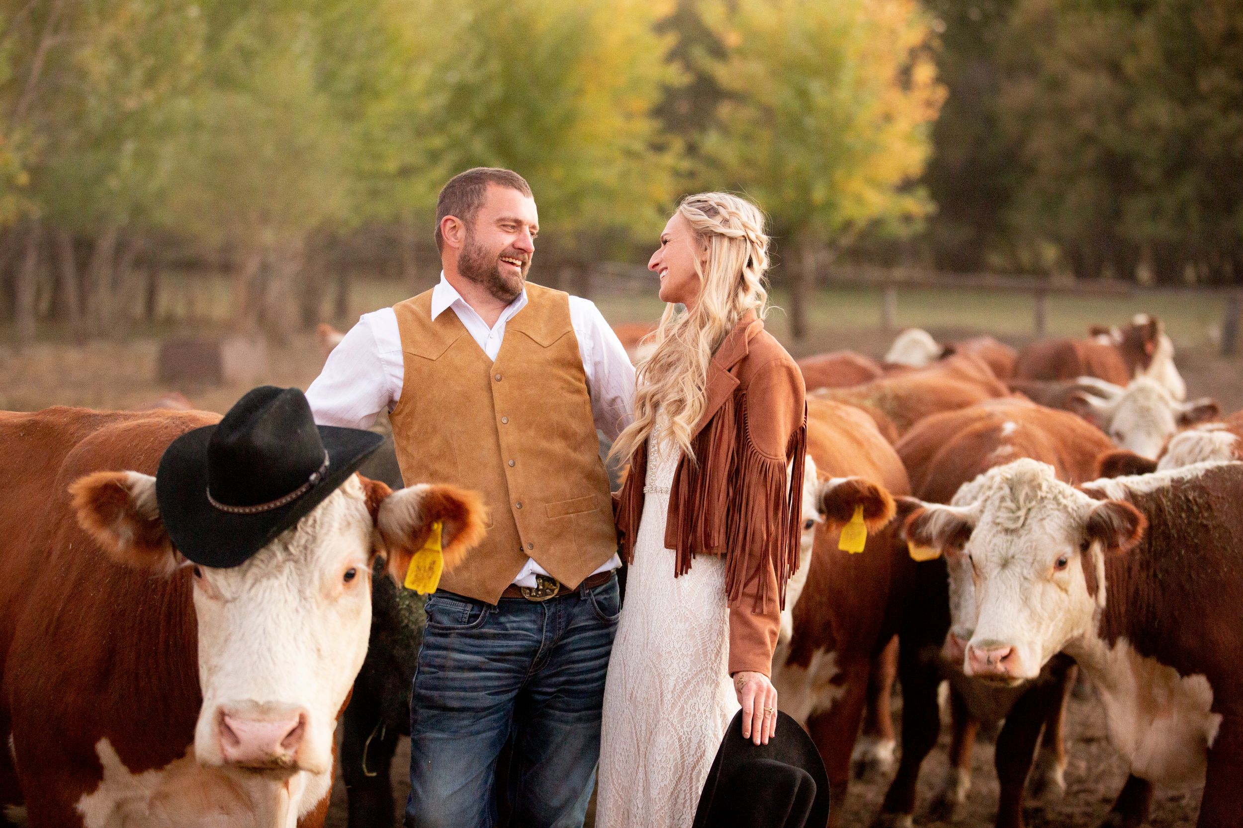 Wedding couple poses in front of herd of Hereford cattle on rustic farm at sunset.
