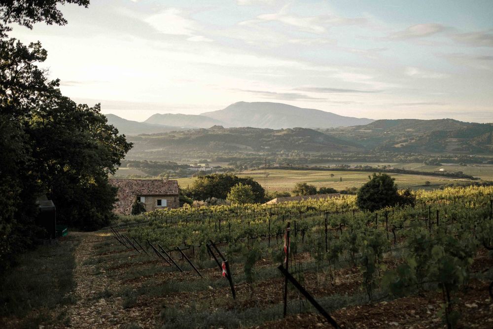 Scenic vineyard landscape with mountain ranges and farmhouse in the distance.