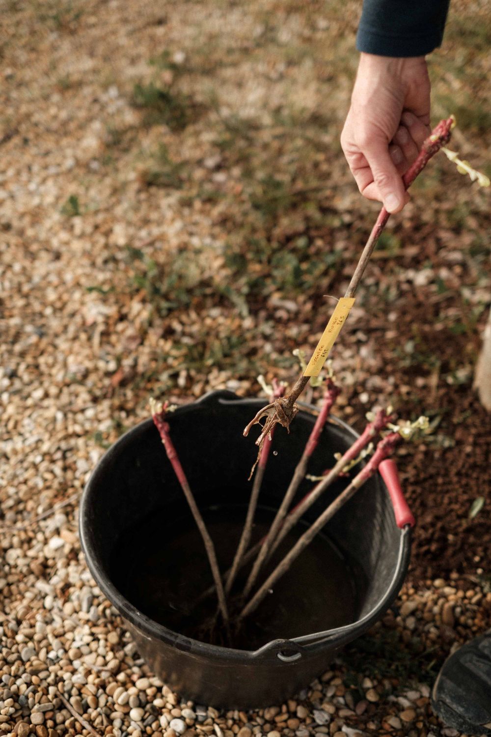 Hand placing vine cuttings into a black bucket for vineyard propagation.
