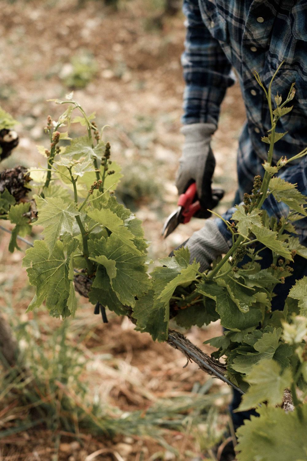 Pruning green vine leaves with red gardening shears in a vineyard.