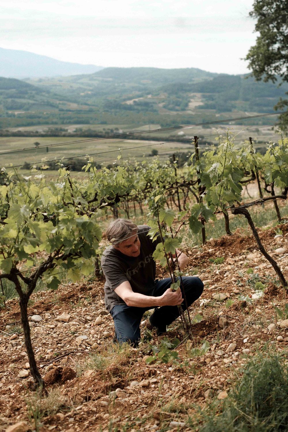 A close-up view of someone working in a hillside vineyard with mountains in the background during harvest season.