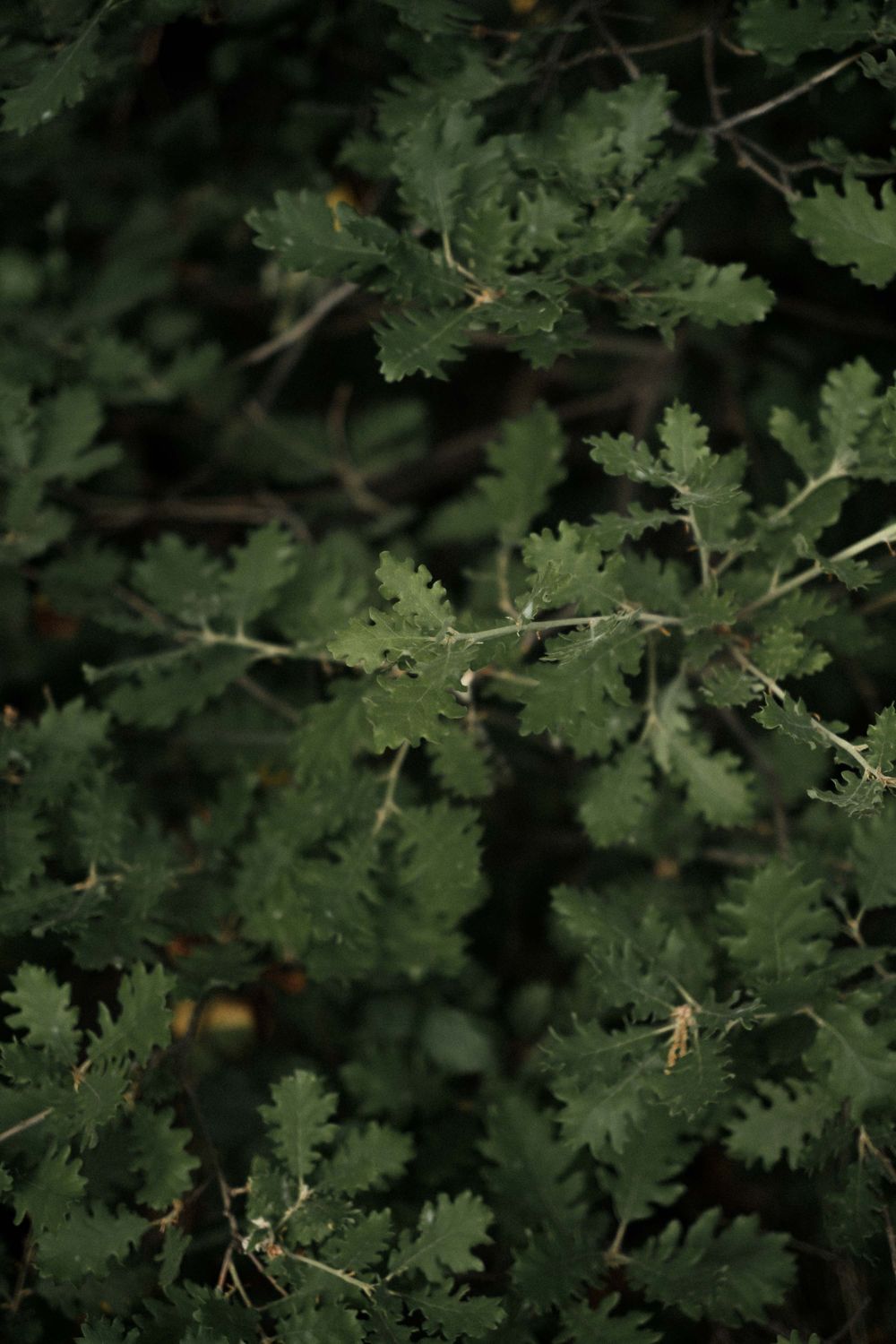 Close-up detail of green oak leaves on branches against a dark background.
