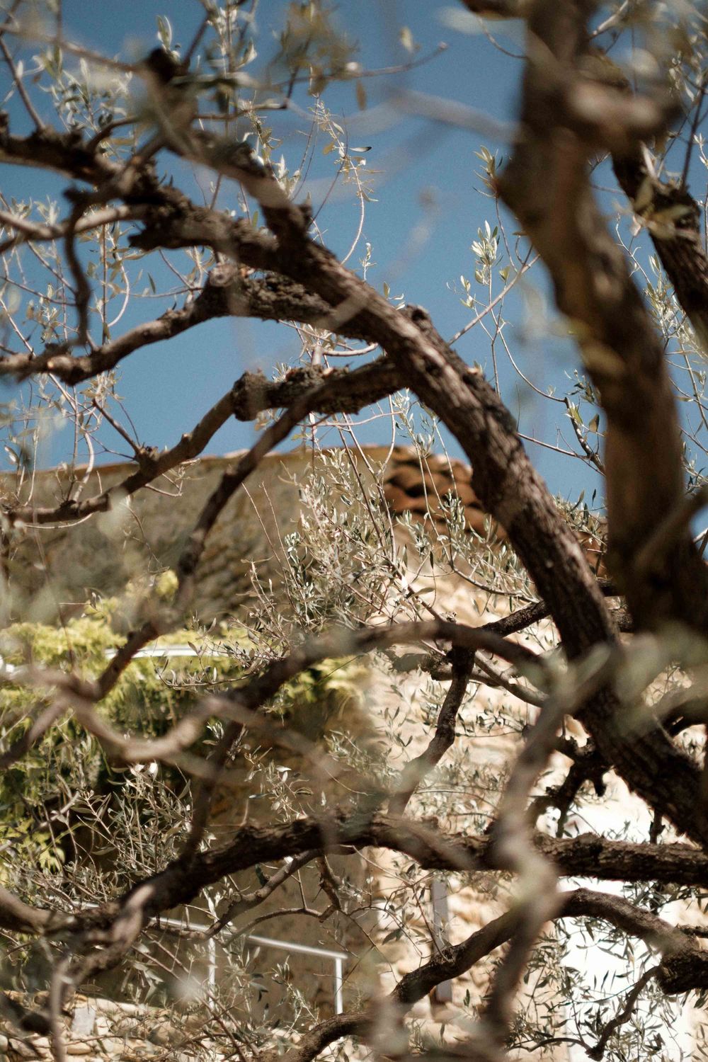 Close-up of bare tree branches with blurred rocky terrain in the background.