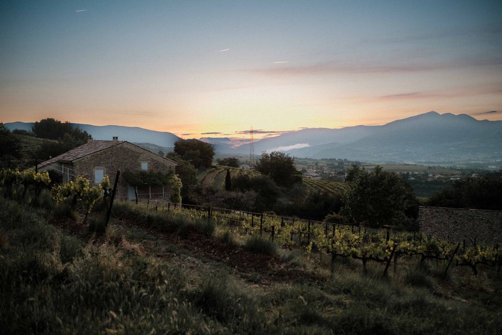 Sunset view over a Mediterranean vineyard with mountains silhouetted in the background.