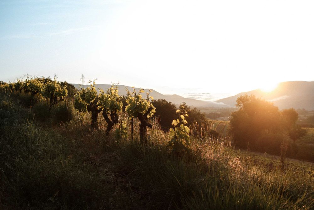 Golden sunlight illuminates rows of grapevines on a hillside during sunset.
