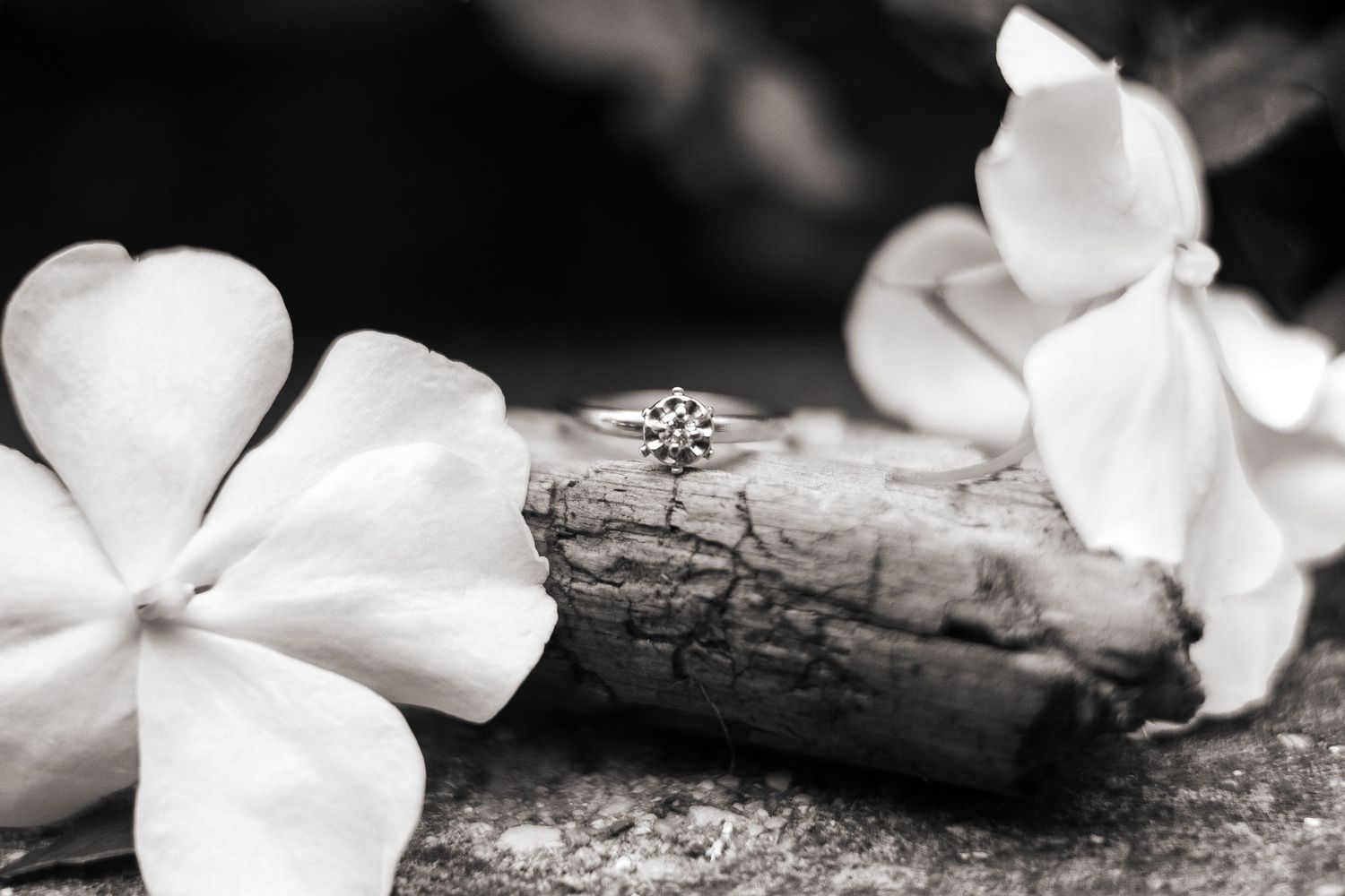 Black and white macro photograph of delicate white dogwood blossoms with dark branches in soft focus.