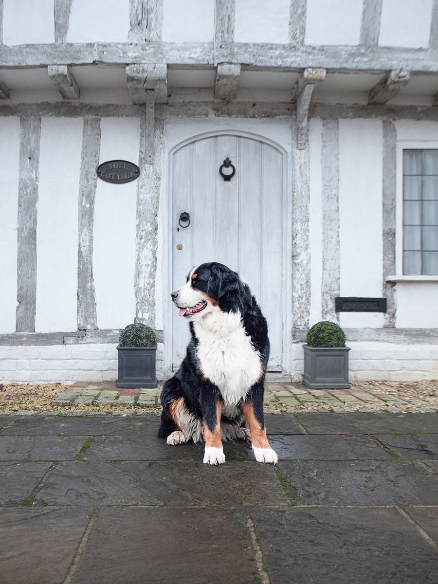 Bernese Mountain Dog, photographed by Claire Lumley of Allsceneimages Photography in Lavenham, Suffolk at Christmas time.