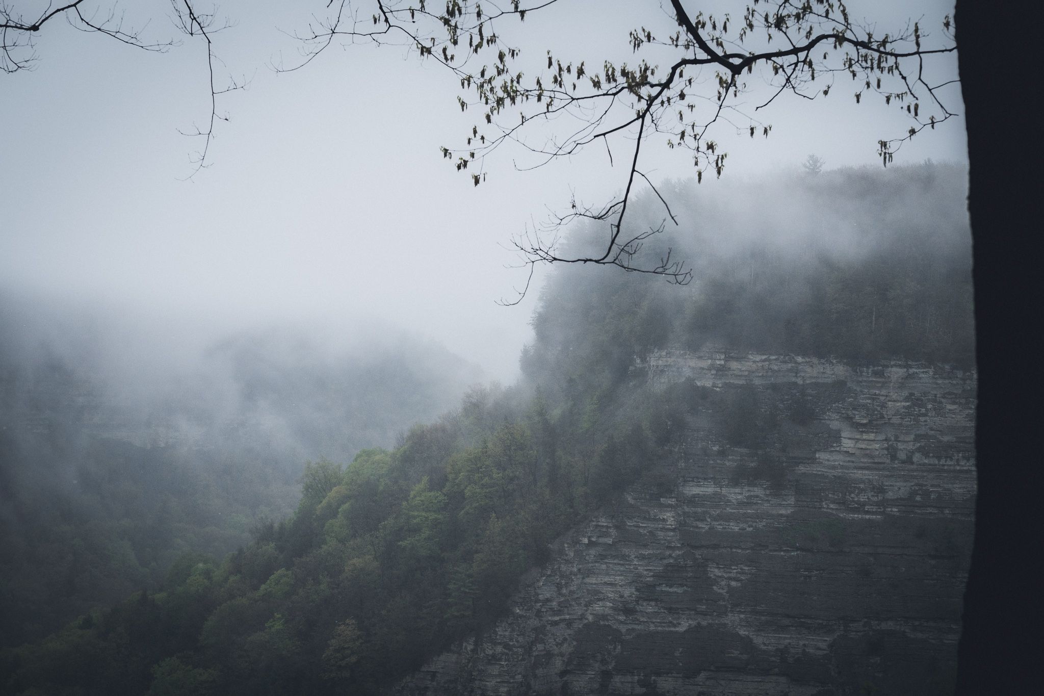 Bare tree branches frame a foggy mountain landscape in moody weather.