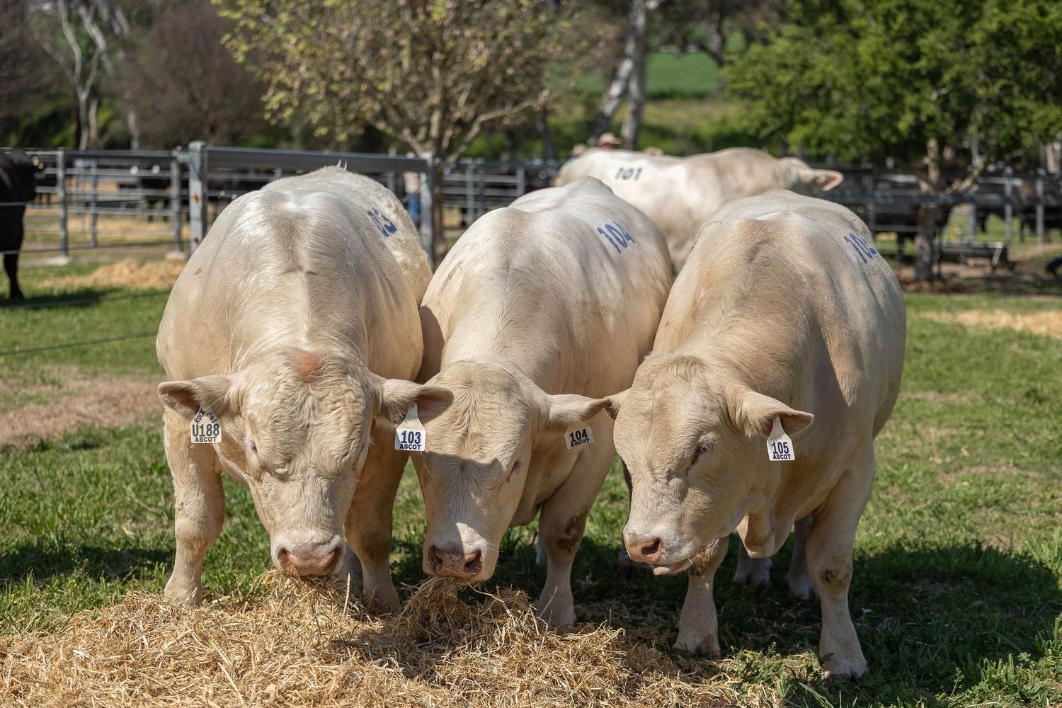 23 Charolais bulls feeding on hay at a Bull Sale at Warwick