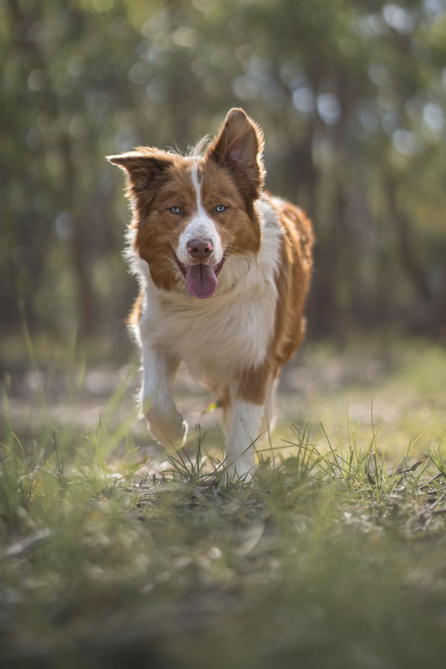 Red border collie walking through warm golden light during an outdoor action dog photography session