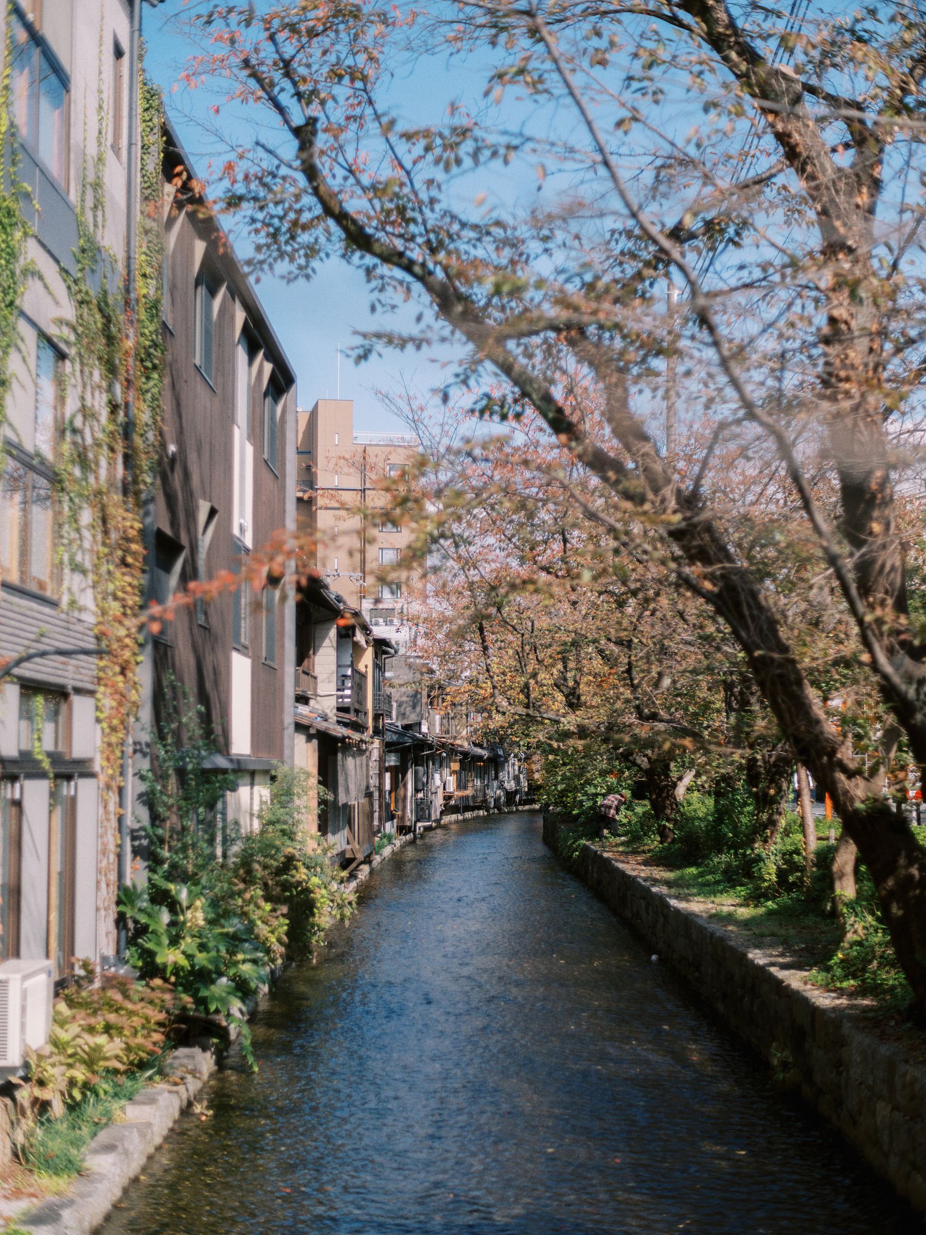 Canal lined with cherry blossom trees and traditional buildings in spring.